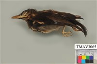 藏品(紅嘴黑鵯)的圖片